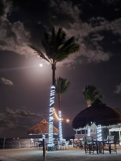 pic of palm tree and moon