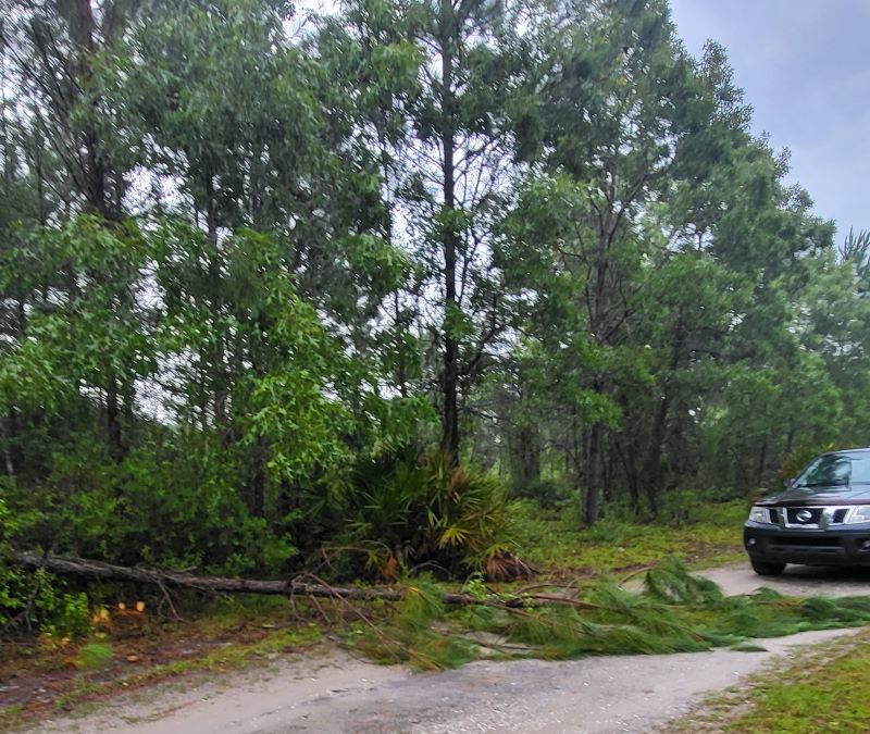 pic of tree across drive