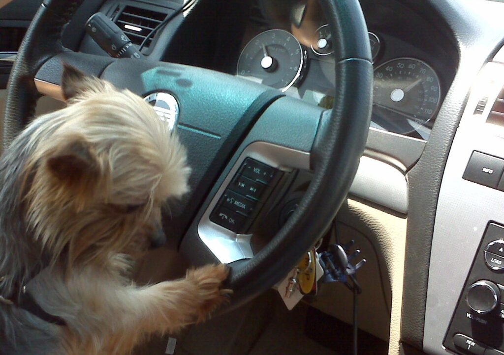 Sporting50 dog holding steering wheel