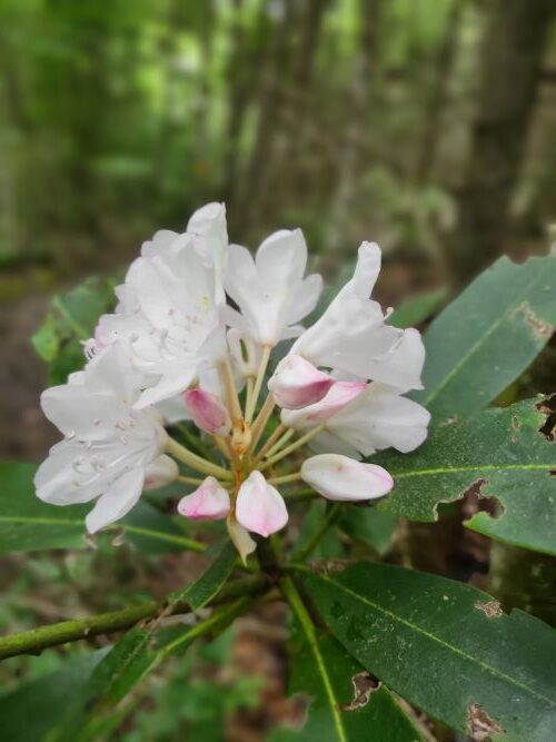 pic of rhododendron bloom