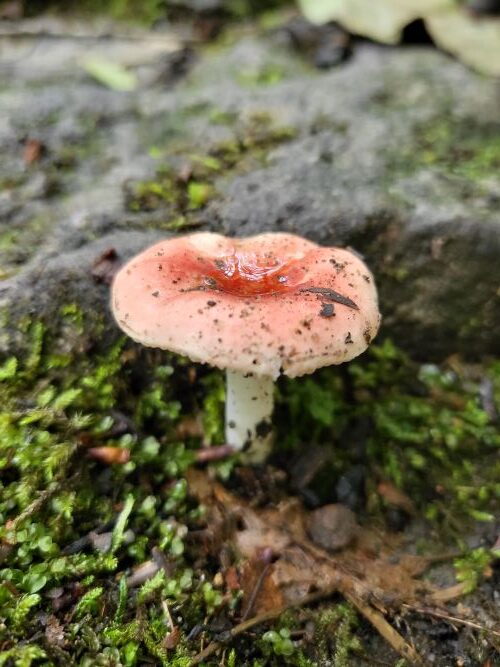 pic of a mushroom