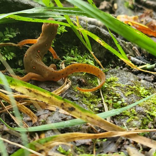 pic of eastern newt lizzard