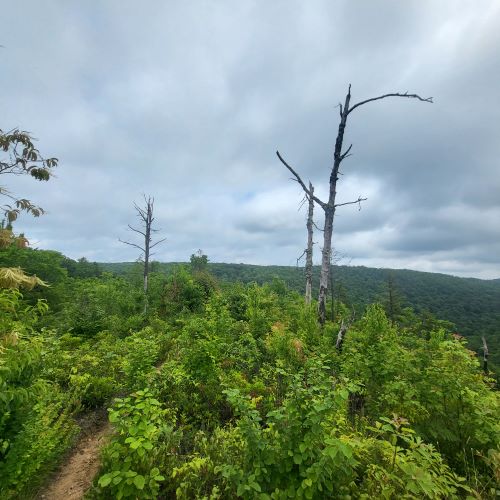 pic of horizon on rock outcrop